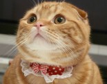 nekotyann nekotyann