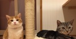 nekotyann2 nekotyann2