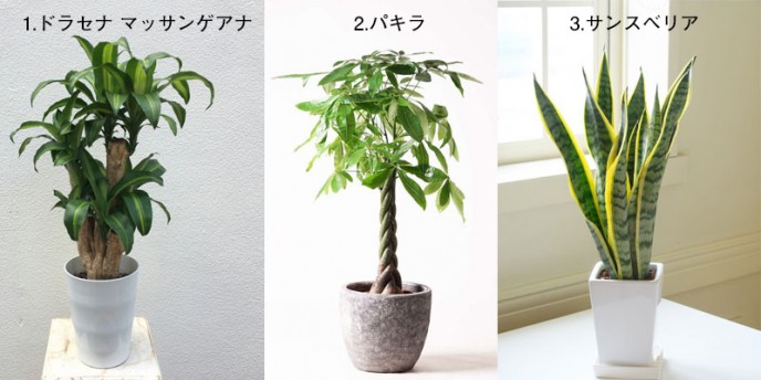 ガーデニングのすすめ～観葉植物編～