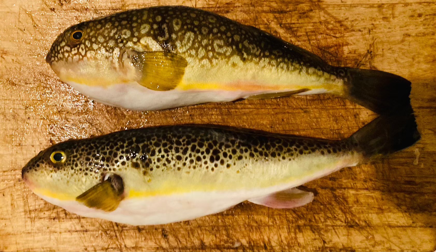 LINE_ALBUM_230701_41