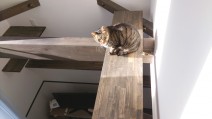 cat cat