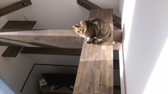 猫ちゃん d675f2ed424711eb47f4e09f5ae453b8